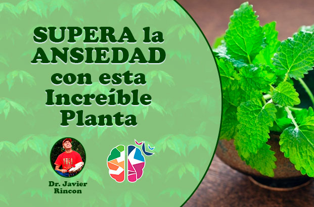 planta que ayudará superar ansiedad rápidamente con médico naturista Javier Rincón