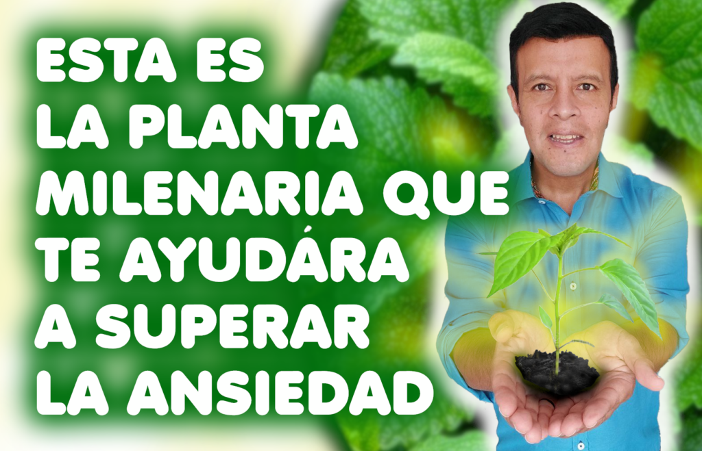 LA PLANTA MILENARIA QUE TE AYUDARÁ A SUPERAR LA ANSIEDAD